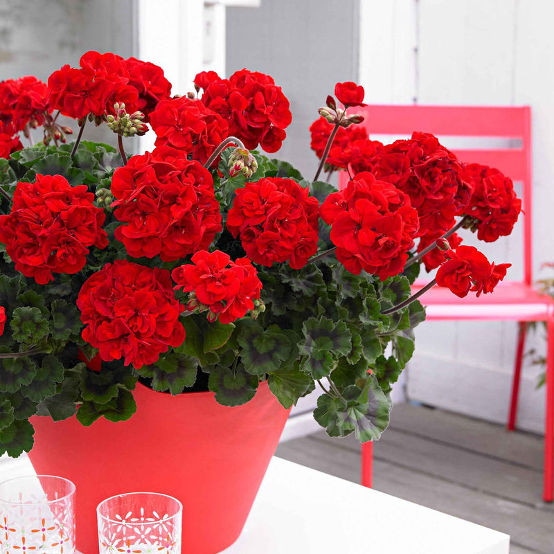 Geranie 'Toscana'® (x3)