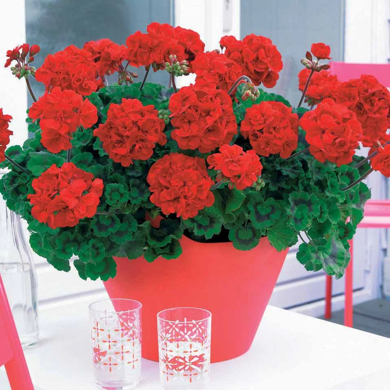 Beetgeranien (rot, weiß, apricot) (x6)