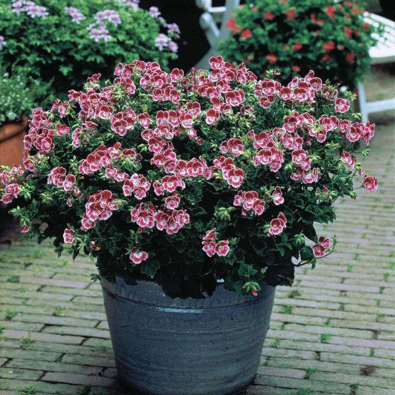 Duftgeranie Pansy (x3)