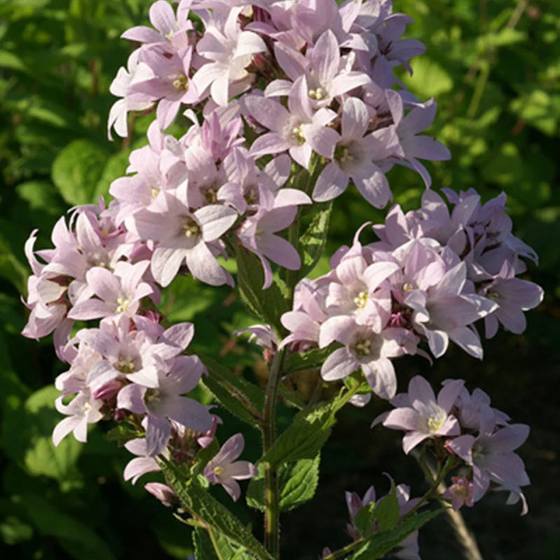 Dolden-Glockenblume Loddon Anna