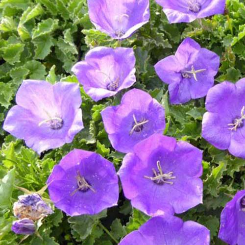 Karpaten-Glockenblume Blaue Clips