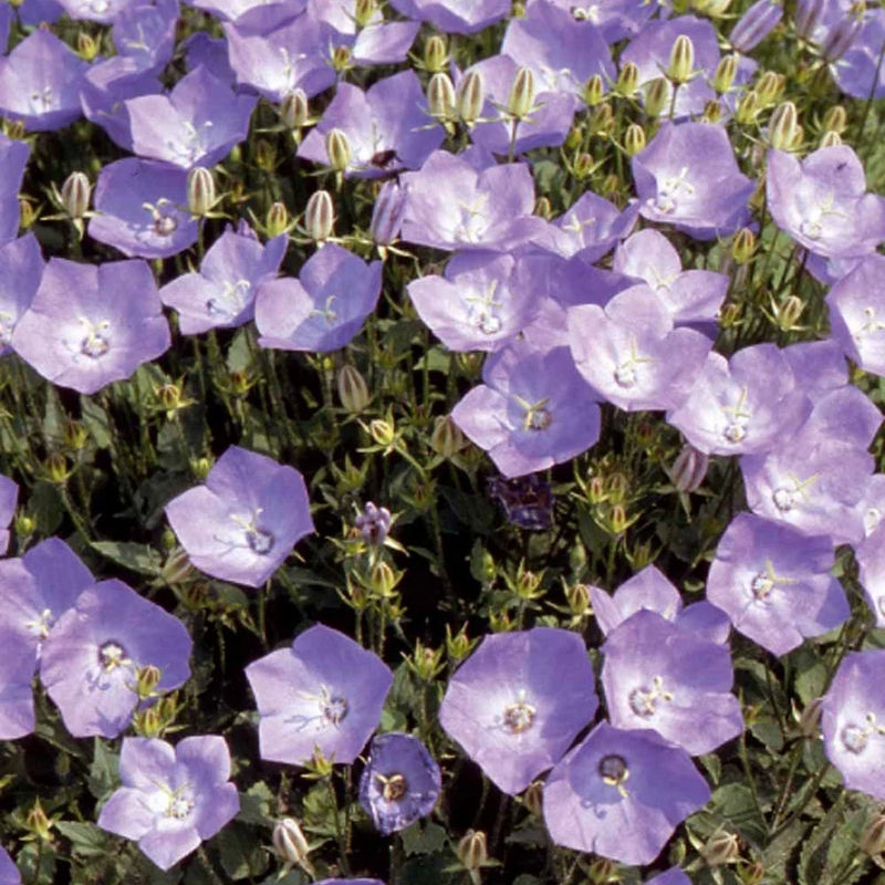 Blaue Karpaten-Glockenblume