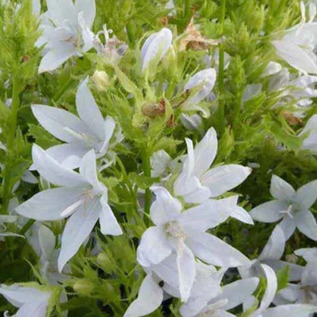 Mauerglockenblume E.H. Frost (x3)