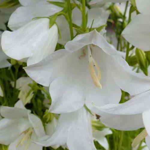 Pfirsichblättrige Glockenblume Alba (x3)