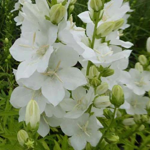 Großblumige Glockenblume Alba Großblumige Glockenblume mit weißer Krone