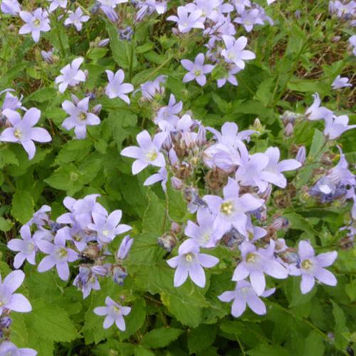 Milchige Glockenblume Prichards Variety