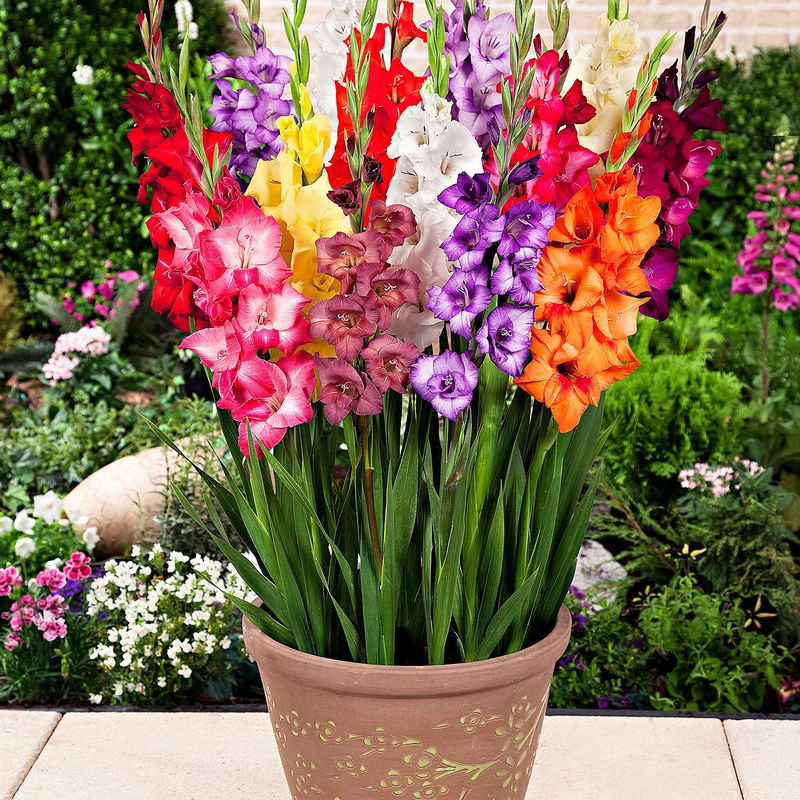 Gladiole Mischung 'Glamini' (x12)