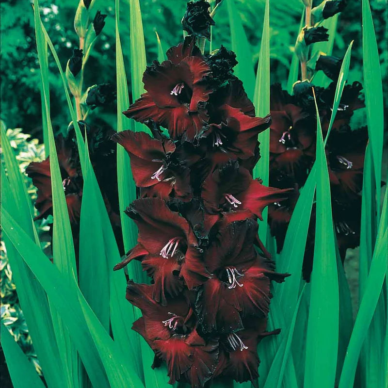 Gladiolen Belle de Nuit (x25)