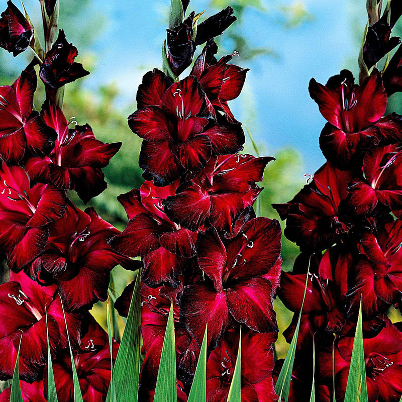Großblütige Gladiole 'Black Jack' (x25)