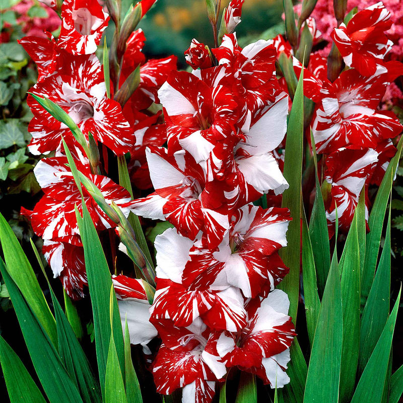 Großblütige Gladiole 'Zizanie' (x25)