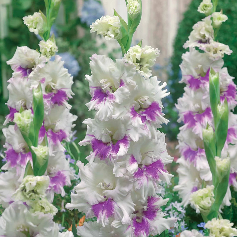 Gladiole Kirov (x10)