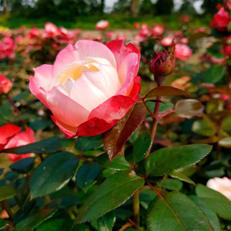 Edelrose 'Nostalgie' - Title:Der topf / 4L