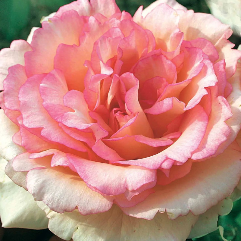 Strauchrose Souvenir de Baden-Baden ® Korsouba - Title:Das stück in nackte wurzel / 3+ äste