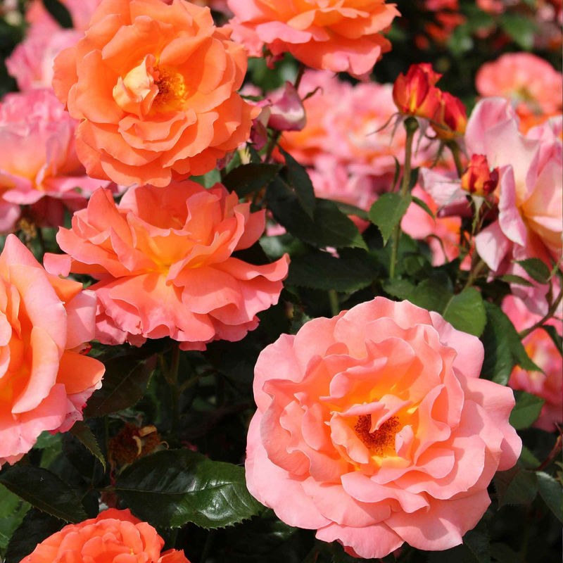 Edelrose 'Augusta Louise'