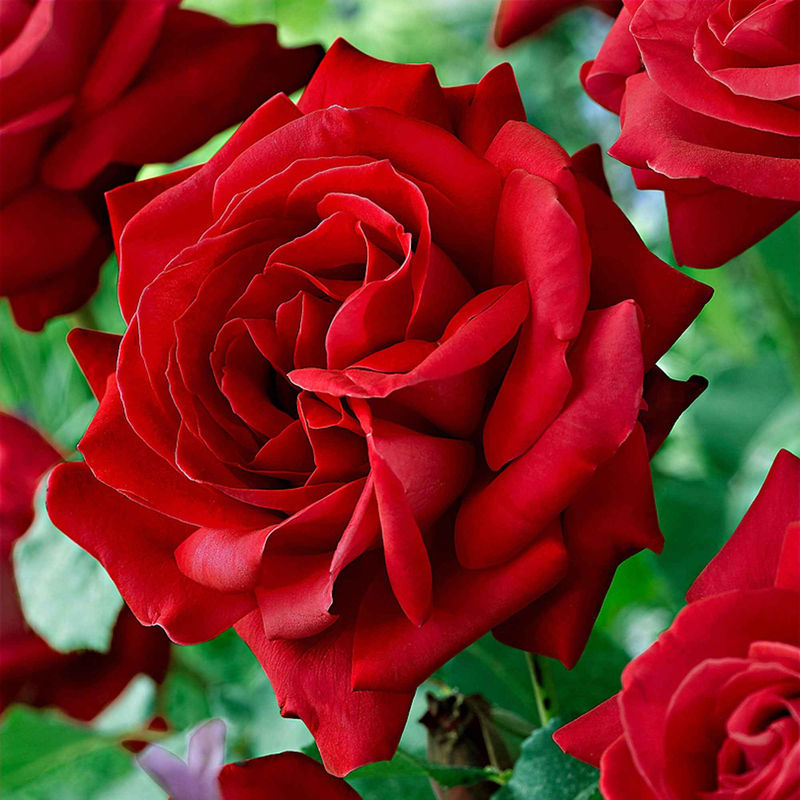 Edelrose ‚Dame de Coeur‘