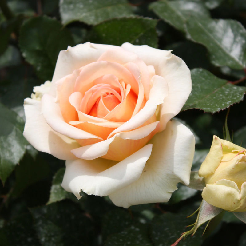 Rose Tahiti - Title:Das stück in nackte wurzel / 3+ äste
