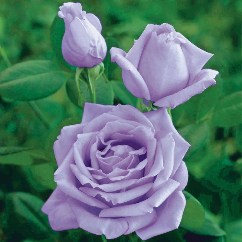 Strauchrose Walztime - Title:Der wurzelballen / 3+ äste