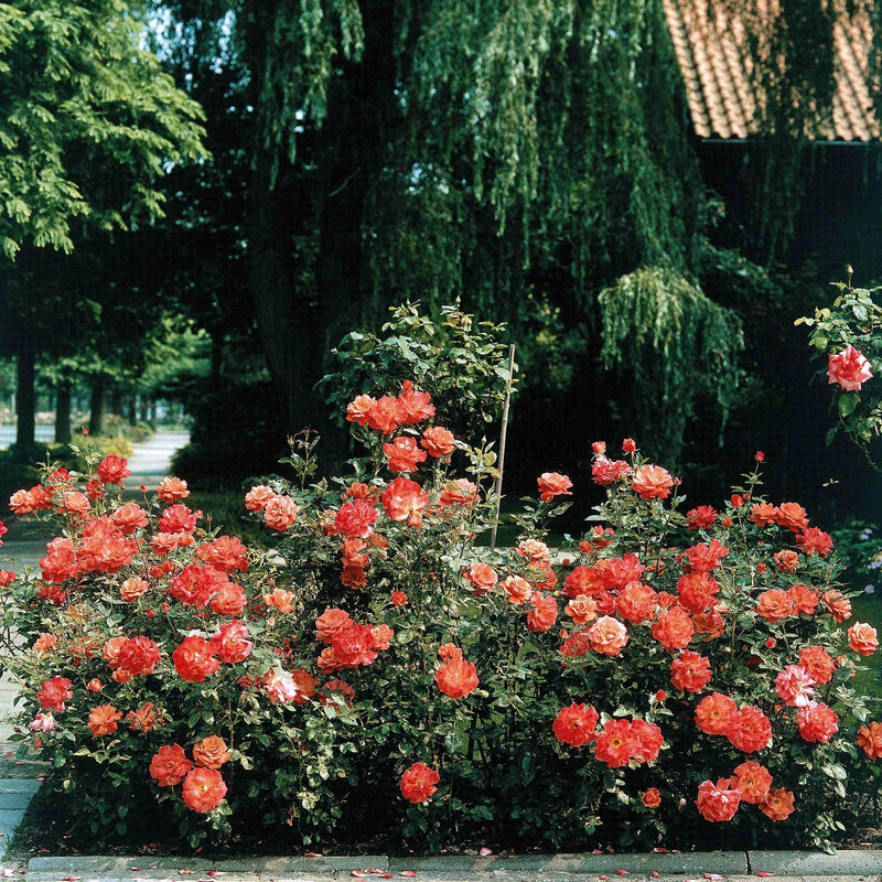 Strauchrose Doris Tysterman - Title:Das stück in nackte wurzel / 3+ äste