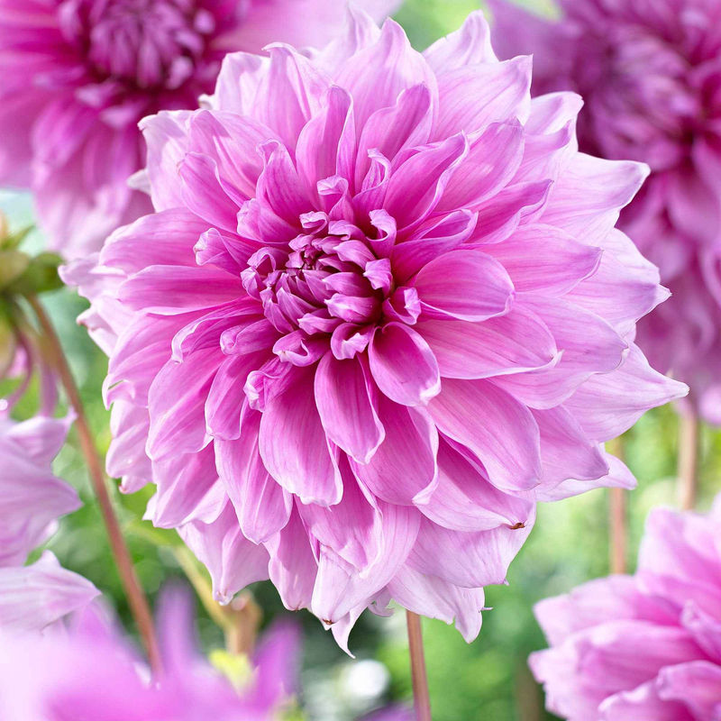 Dahlia 'Lavender Perfection' (x3)
