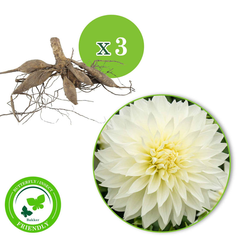 Dahlie 'Fleurel' (x3)