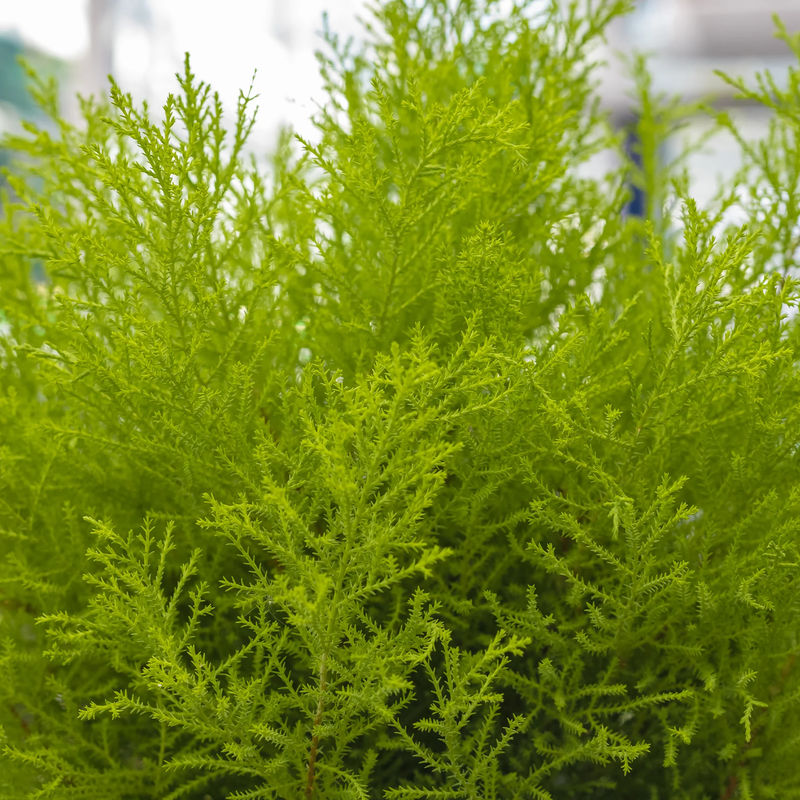 Zimmerzypresse 'Goldcrest Wilma'