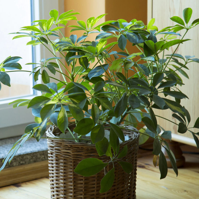 Schefflera