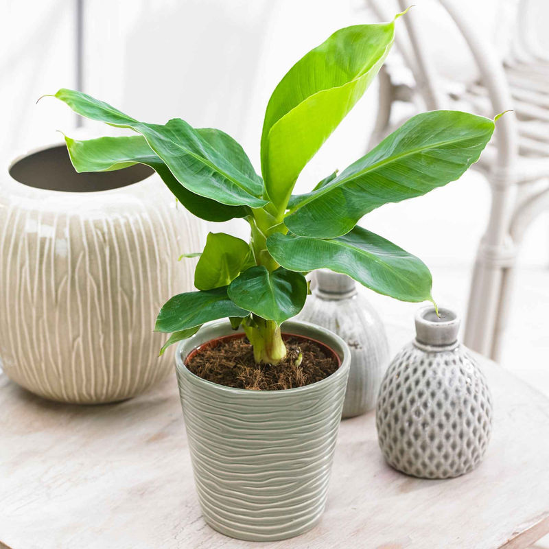 Bananenpflanze 'Oriental Dwarf'