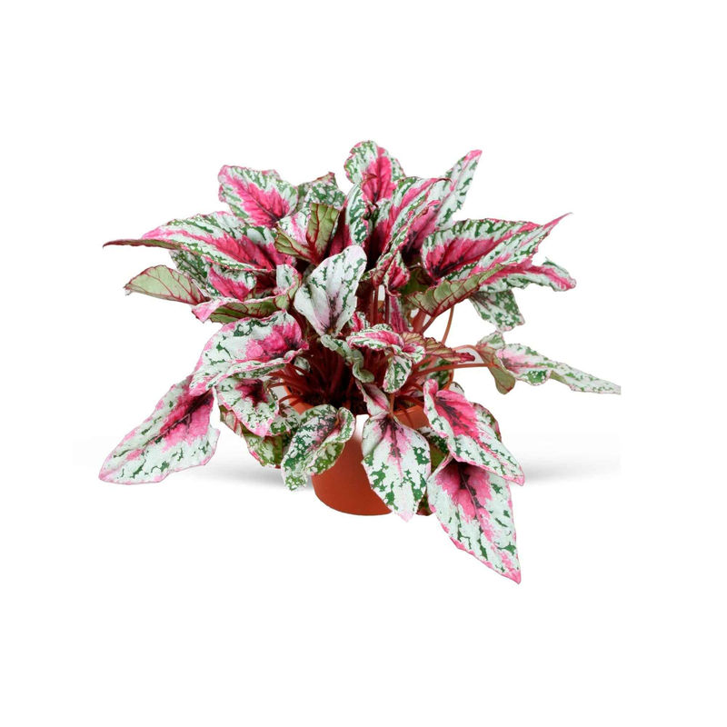 Blattbegonie 'Maui Sunset'