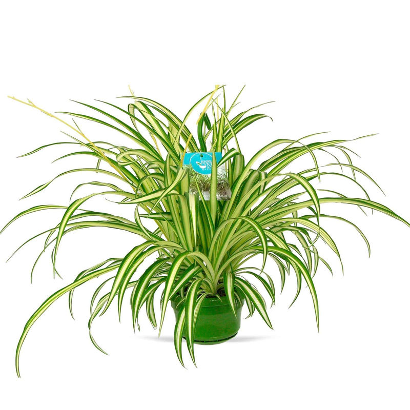 Grünlilie 'Vittatum'