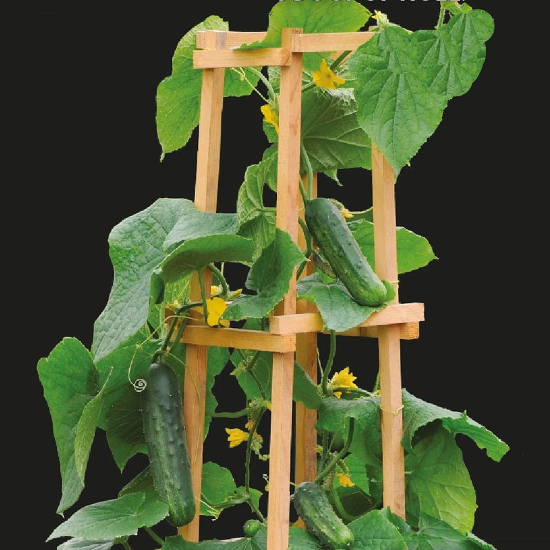 Melone Outdoor Wonder F