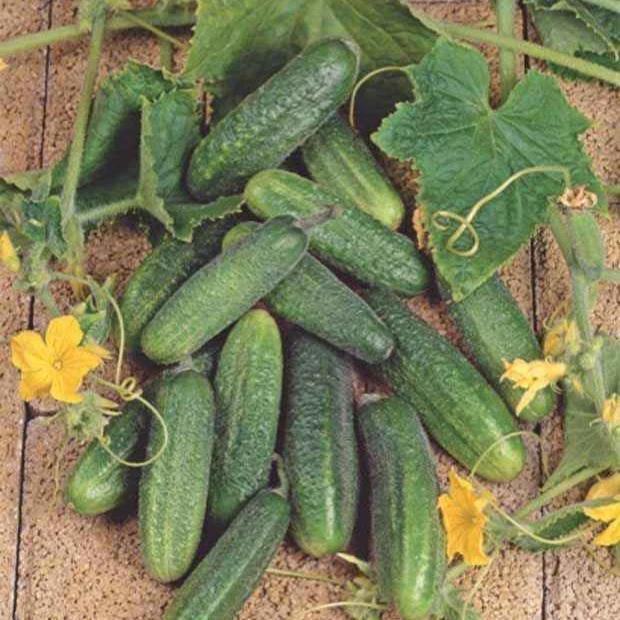 Cornichon Hokus
