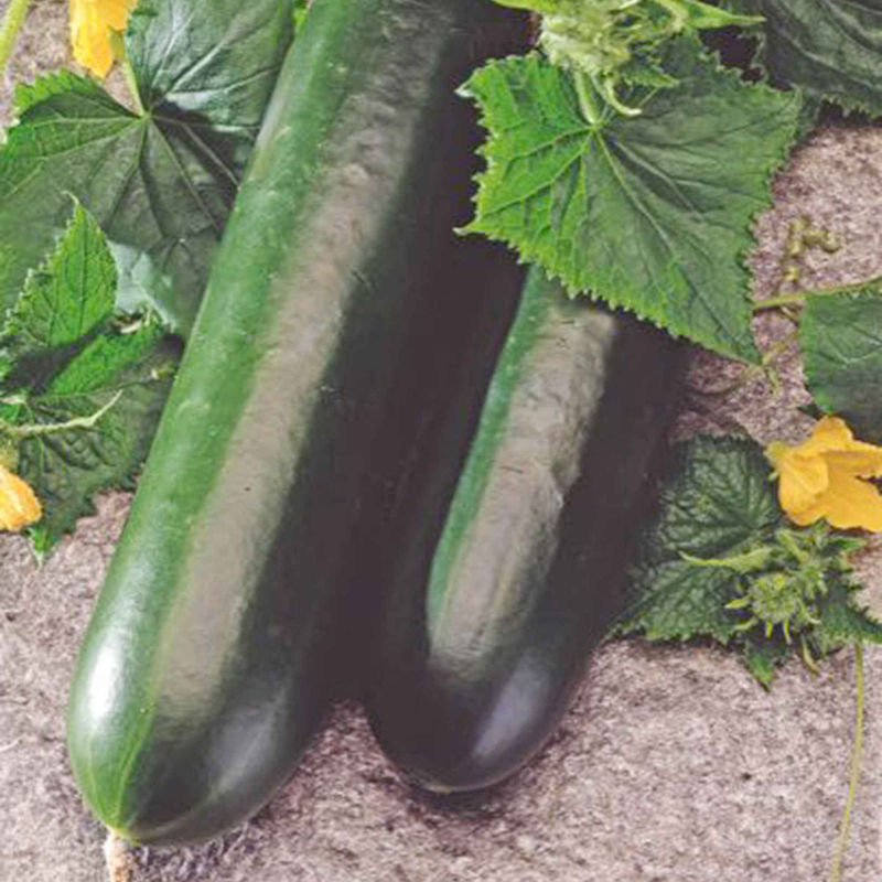 Gurke 'Johanna'
