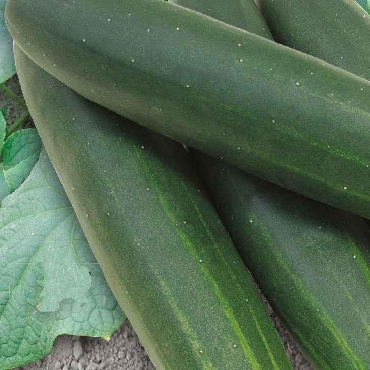 Gurke Sonja F1 Bio