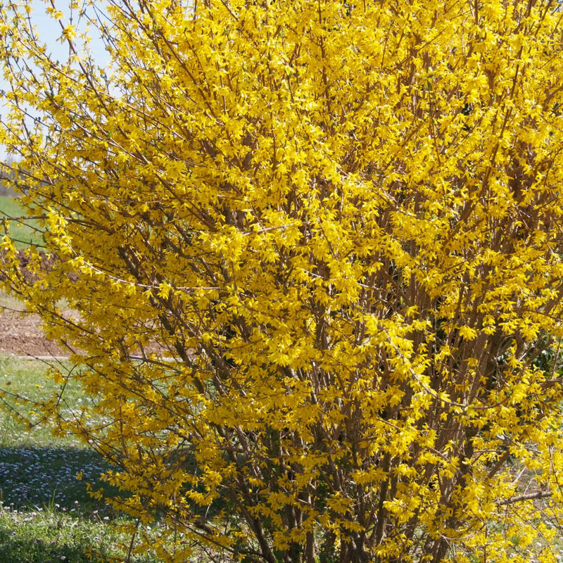 Forsythie Marée d'Or ® (Goldene Flut)