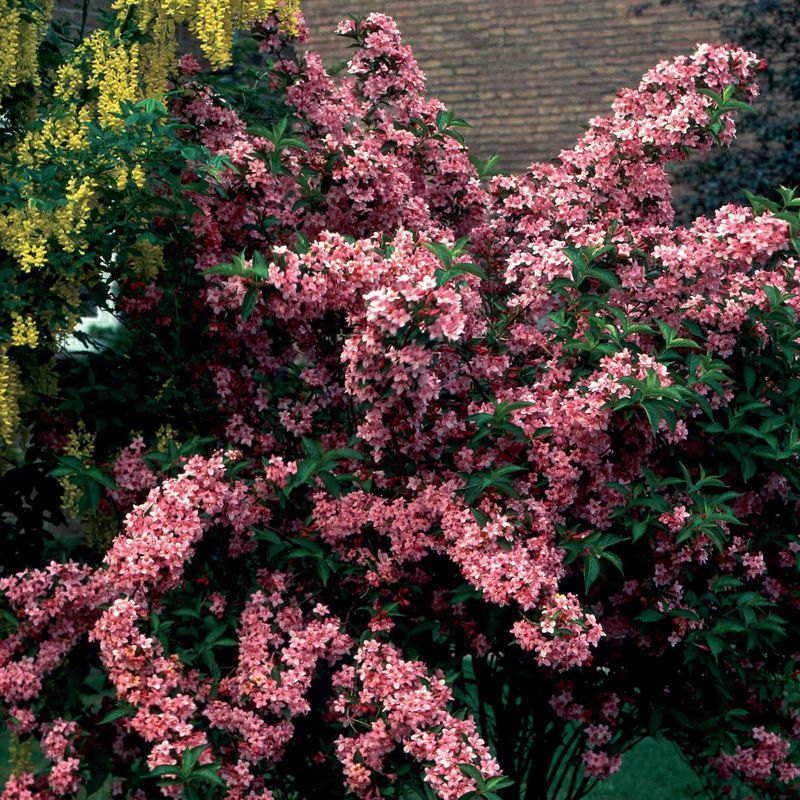 Weigelie Pink Princess - Title:Der topf / 1.5L / Lieferhöhe ca. 30cm