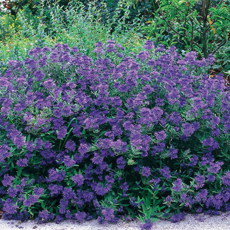 Bartblume Blauer Spatz - Title:Der topf / 2L / Lieferhöhe 25-30cm