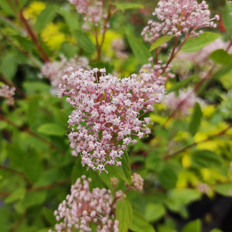 Säckelblume Marie Simon