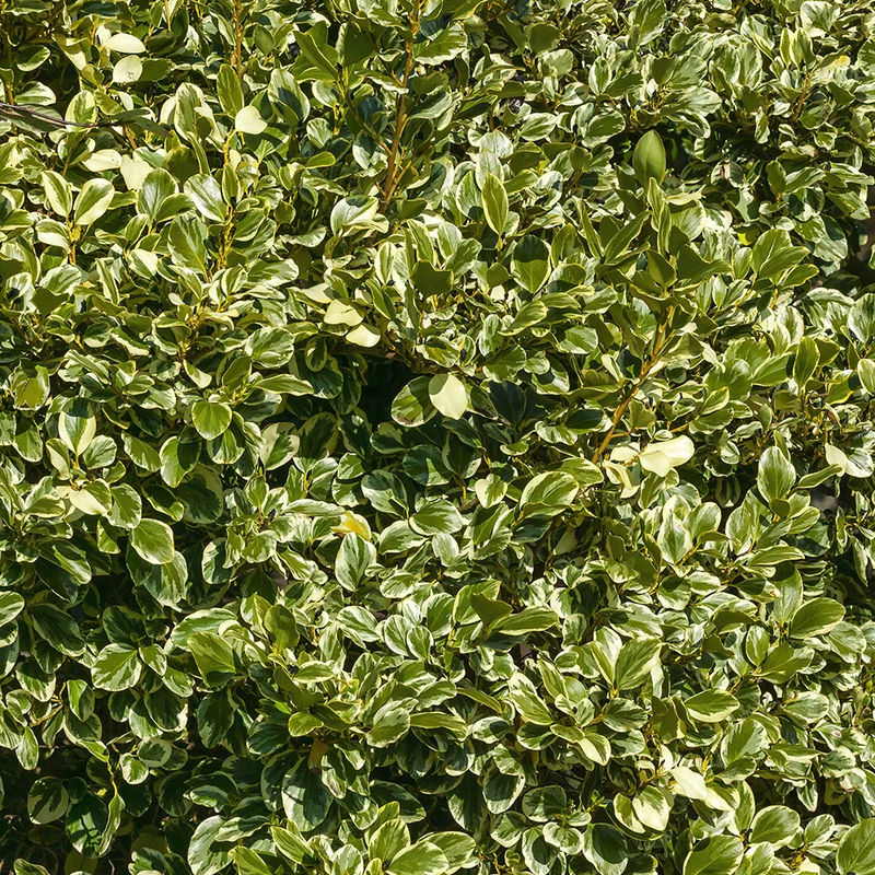 Bunt Griselinia