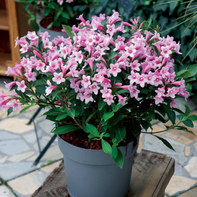 Weigelie Pink Poppet®