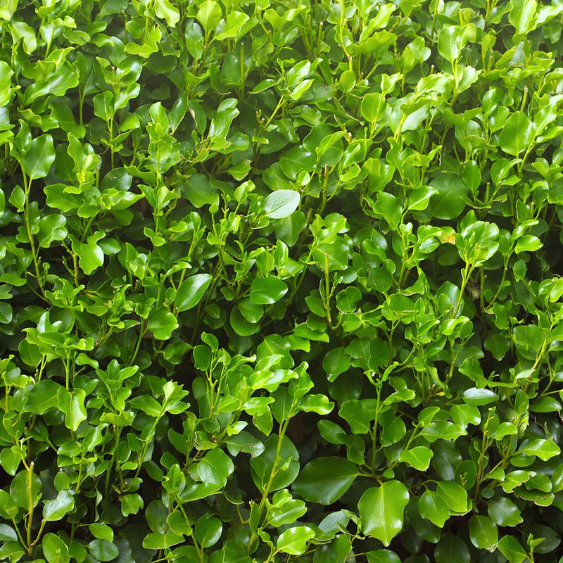 Griselinia