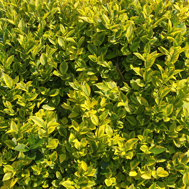 Goldliguster Aureum - Title:Das stück in nackte wurzel / Lieferhöhe ca. 35cm