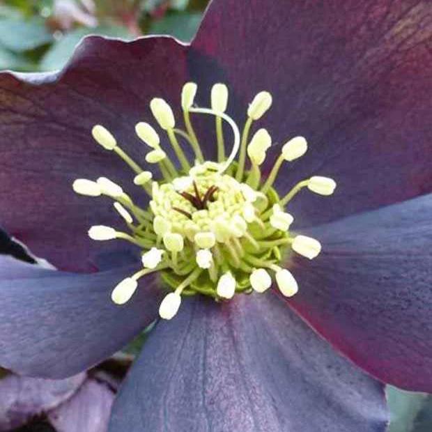 Christrose Black