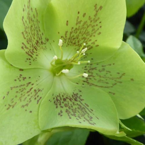 Orientalische Helleborus grün-gesprenkelt