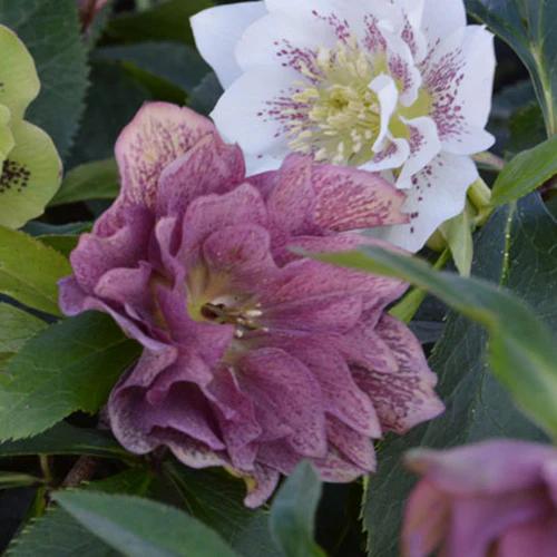 Orientalische Helleborus doppelte Farbmischung