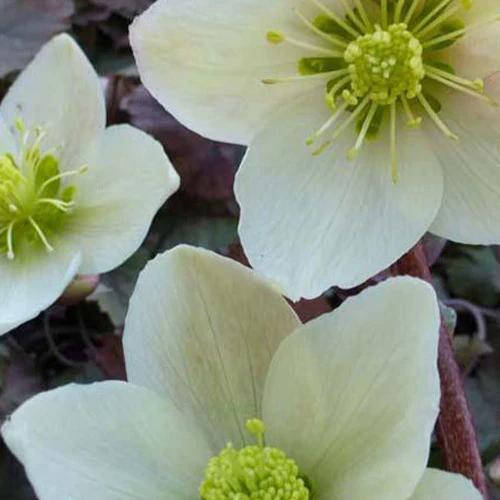Hybrid-Helleborus Emma