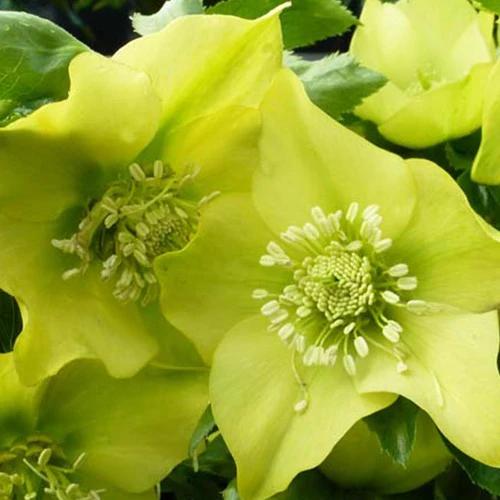 Orientalische Helleborus Yellow Lady