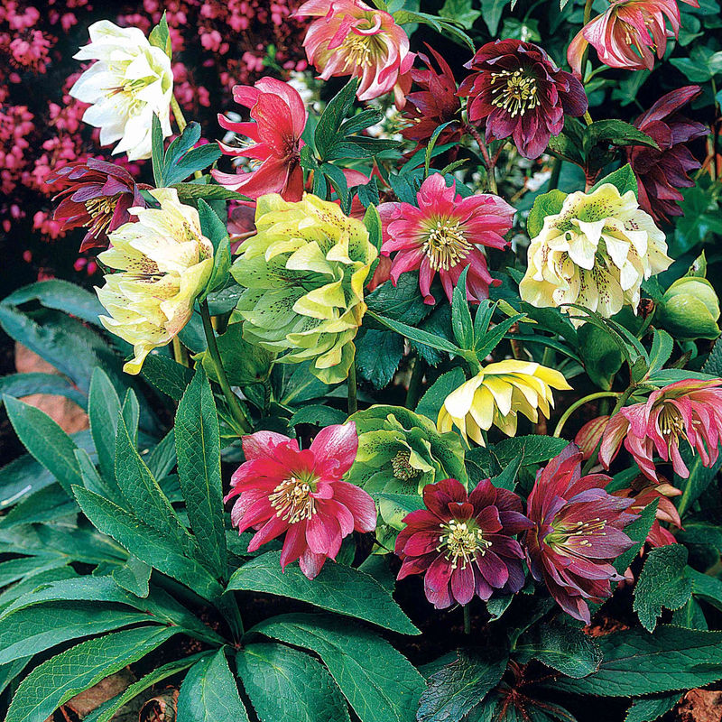 Christrosen Mischung (x3)