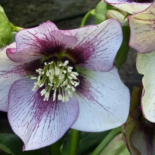 Helleborus Picotee