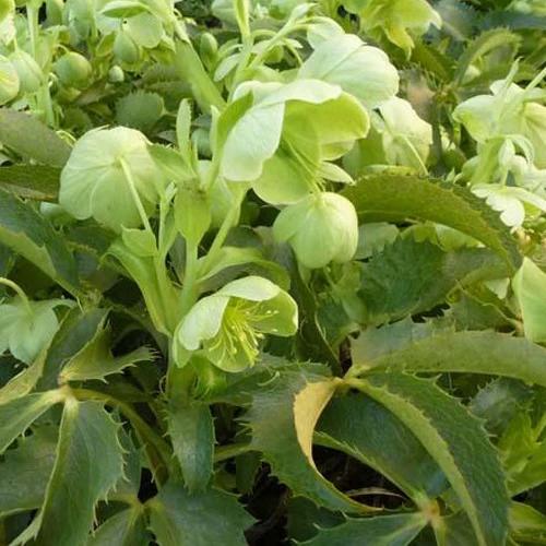 Korsische Lippische Helleborus Korsische Helleborus