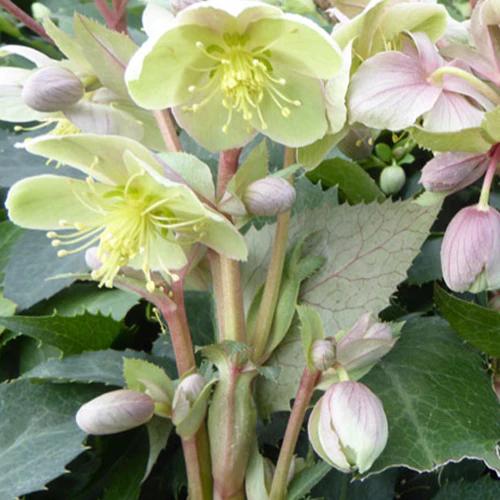 Stern's Helleborus